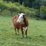 Pate gesucht: Diese Kuh auf einem Hutanger im Molsberger Tal hält schon einmal Ausschau.